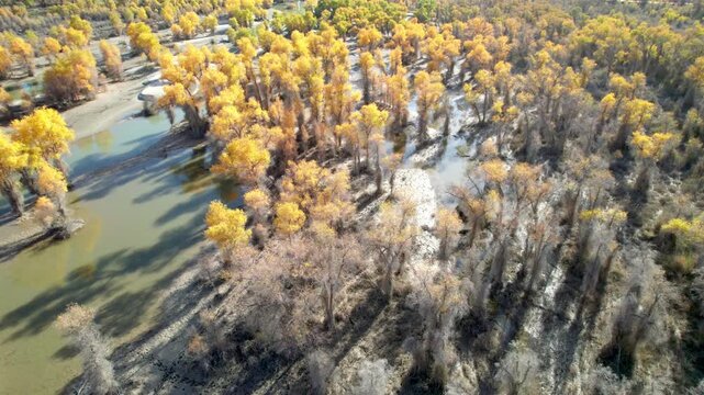 Drone view of golden populus euphratica forest in Gobi desert on sunny autumn day in Tarim Poplar Forest park, Taklamakan Desert, Xinjiang, China, 4k real time high angle view footage, travel concept.