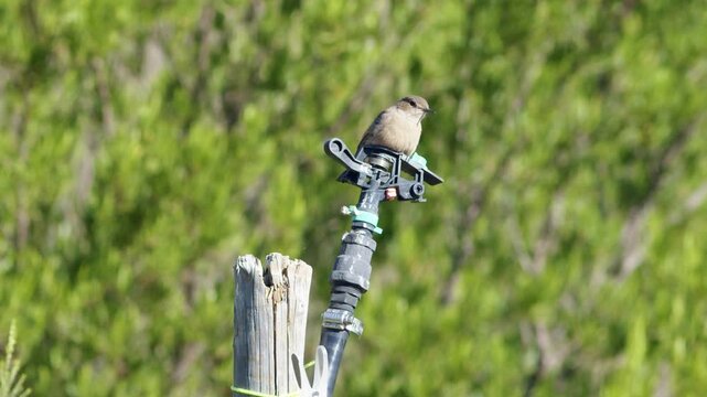 A little Mossie Bird diving off of a sprinkler head in slow motion 1080p with green background blurred out of focus