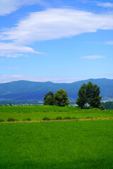 Fototapeta premium 夏の青空と田園風景