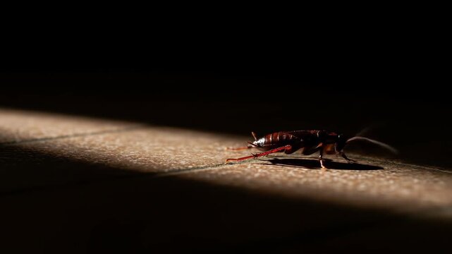Cockroach in Shadowy Light - A single cockroach is illuminated by a beam of light on a dark, textured surface.