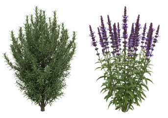 Lush green rosemary and vibrant purple sage plants arranged together in a garden setting