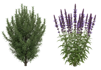 Lush green rosemary and vibrant purple sage plants arranged together in a garden setting