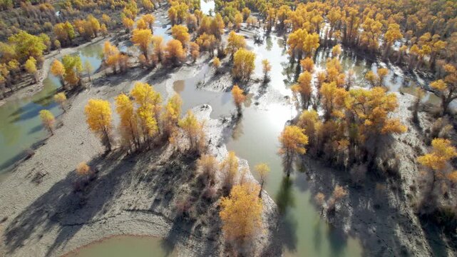 Drone view of golden populus euphratica forest in Gobi desert on sunny autumn day in Tarim Poplar Forest park, Taklamakan Desert, Xinjiang, China, 4k real time high angle view footage, travel concept.