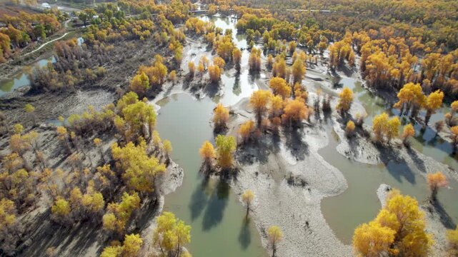 Drone view of golden populus euphratica forest in Gobi desert on sunny autumn day in Tarim Poplar Forest park, Taklamakan Desert, Xinjiang, China, 4k real time high angle view footage, travel concept.