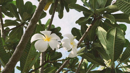 The white jasmine flowers bloom peacefully under the bright blue sky, like a gentle and steady...