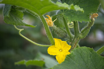 A vibrant yellow cucumber flower blooms with a small, developing fruit visible.