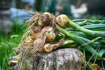 Freshly harvested onions rest on a weathered wooden stump in a natural setting.