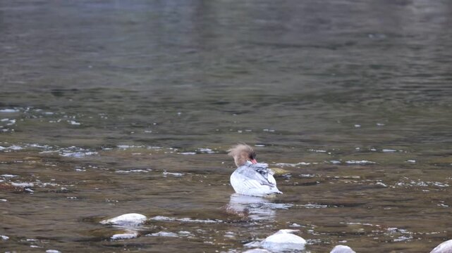 The scaly-sided merganser or Chinese merganser (Mergus squamatus) is an endangered typical merganser (genus Mergus). This photo was taken in Japan