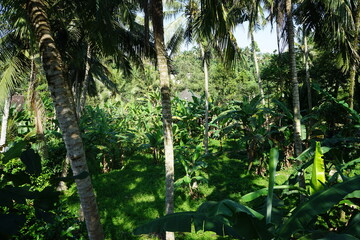 tropical forest