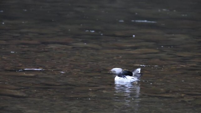 The scaly-sided merganser or Chinese merganser (Mergus squamatus) is an endangered typical merganser (genus Mergus). This photo was taken in Japan
