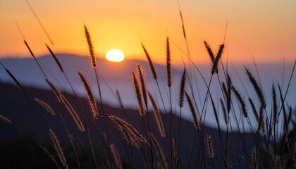 Golden grasses silhouette at sunset landscape