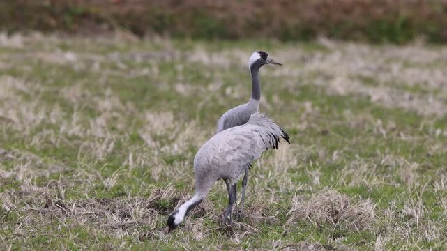 The common crane (Grus grus), also known as the Eurasian crane, is a bird of the family Gruidae, the cranes. This photo was taken in Japan.