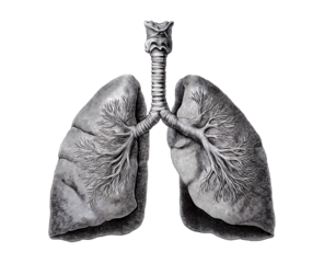 Lungs, vector illustration isolated on a transparent background