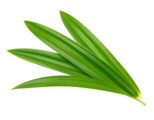 pandan leaves isolated on transparent png