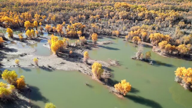 Drone view of golden populus euphratica forest in Gobi desert on sunny autumn day in Tarim Poplar Forest park, Taklamakan Desert, Xinjiang, China, 4k real time high angle view footage, travel concept.