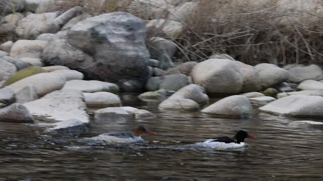 The scaly-sided merganser or Chinese merganser (Mergus squamatus) is an endangered typical merganser (genus Mergus). This photo was taken in Japan
