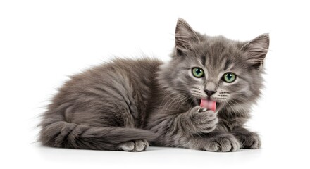 Fluffy Gray Kitten with Green Eyes Licking Paw on White Background