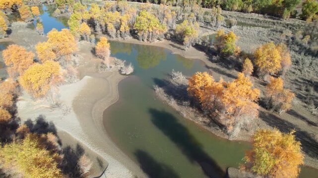 Drone view of golden populus euphratica forest in Gobi desert on sunny autumn day in Tarim Poplar Forest park, Taklamakan Desert, Xinjiang, China, 4k real time high angle view footage, travel concept.