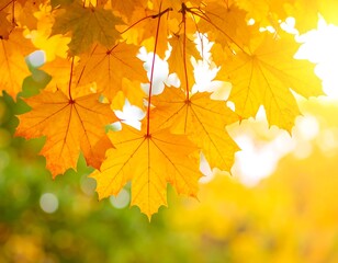 Vibrant autumn leaves