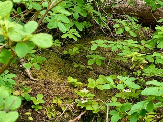 forest
