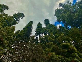 Obraz premium trees and sky