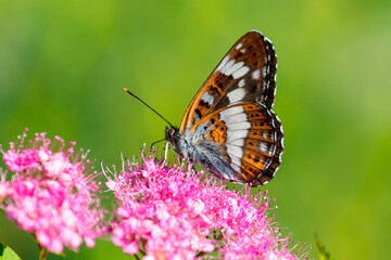 Camilla, or Camilla's tapeworm, or Camilla (Latin: Limenitis camilla) is a diurnal butterfly from the Nymphalidae family.