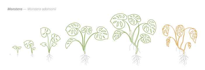 Monstera adansonii Life Stages Illustration for growth management