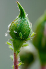 Aphid Colony on Flower Bud. Greenfly or Green Aphid Garden Parasite Insect Pest Macro on Green Background