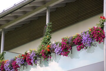 bunte blumen auf dem balkon