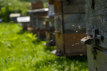 Apiary with hives in the forest during honey collection.