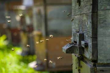 Work in the apiary: bees return to the hive.