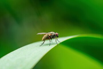 Tropical Fruit Fly Drosophila Diptera Parasite Insect Pest on Leaf