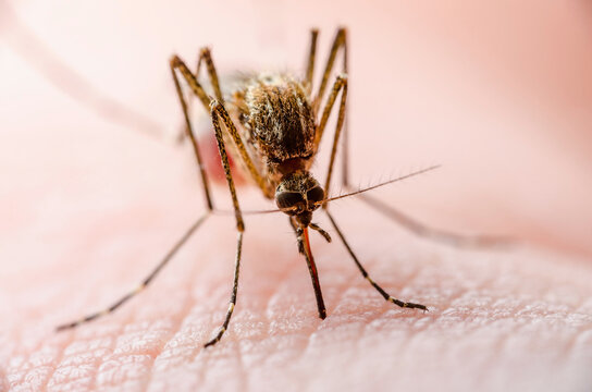Dangerous Zika Infected Mosquito Skin Bite. Leishmaniasis, Encephalitis, Yellow Fever, Dengue, Malaria Disease, Mayaro or Zika Virus Infectious Culex Mosquito Parasite Insect Macro.