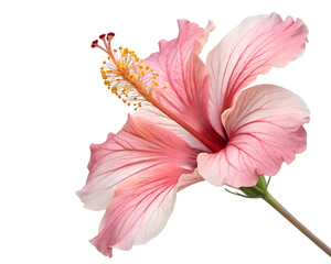 pink hibiscus flower in bloom