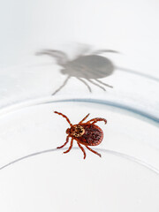 Encephalitis Infected Tick Parasite Insect Laboratory Tube Glass Vial Science Medical Research. Encephalitis Virus or Lyme Borreliosis Disease Infectious Dermacentor Tick Macro.