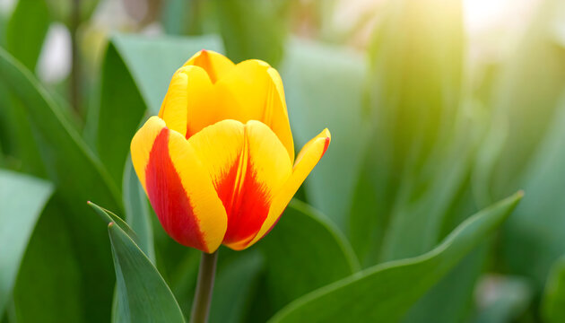 Vibrant yellow tulip with red accents, bathed in soft sunlight, against a green backdrop.