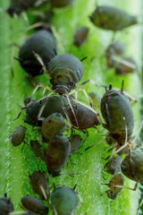 Black Bean Aphid Colony Close-up. Blackfly or Aphis Fabae Garden Parasite Insect Pest Macro