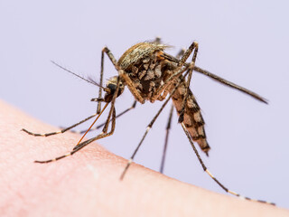 Malaria Infected Mosquito Bite. Leishmaniasis, Encephalitis, Yellow Fever, Dengue, Malaria Disease, Mayaro or Zika Virus Infectious Culex Mosquitoe Parasite Insect Macro.