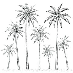 Fototapeta premium Black and white line drawing of multiple coconut palm trees on sand tropical beach