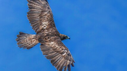 青空バックに悠然と目の前を飛ぶイヌワシ成鳥