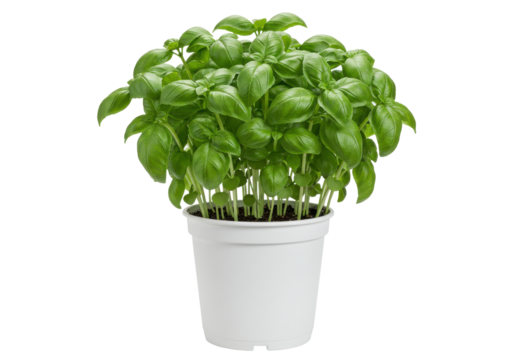 Lush basil plant in a white pot, thriving indoors with bright green leaves