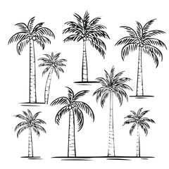 Black and white illustrations of various palm trees with coconuts coconut tree tropical