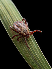 Encephalitis Tick Insect Crawling on Grass. Lyme Borreliosis Disease, Encephalitis, DTV or Powassan Virus Infectious Dermacentor Tick Arachnid Parasite Macro.
