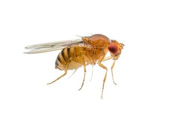 Exotic Drosophila Fruit Fly Diptera Parasite Insect Isolated on White Background