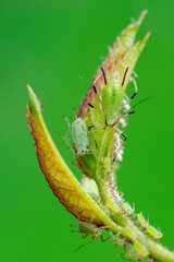 Aphid Colony. Greenfly or Green Aphid Garden Parasite Insect Pest Macro on Green Background