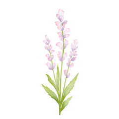 pink flower isolated on white background