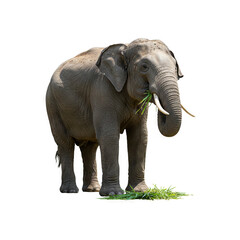 Fototapeta premium Sumatran elephant eating grass generative AI