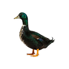 PNG. Wildlife duck isolated on a transparent background generative AI