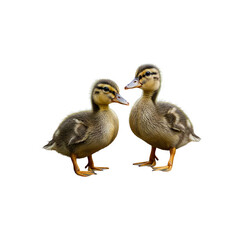 two grown ducklings generative AI