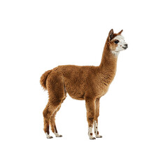 brown alpaca with white head standing side view generative AI